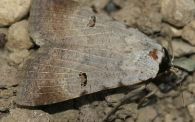 Vikkeugle Lygephila pastinum