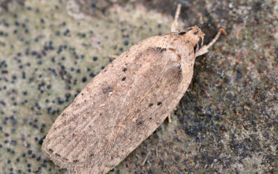 Vintergyvelfladmøl Agonopterix scopariella