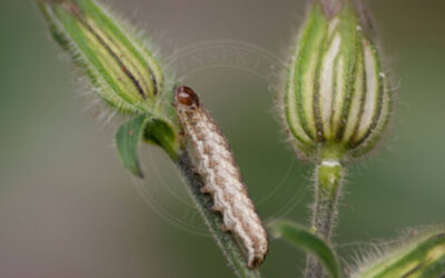 Violet Nellikeugle Sideridis rivularis