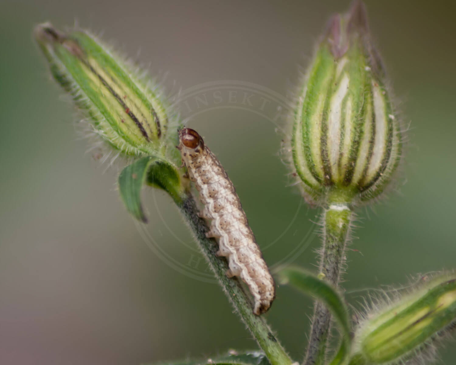 Violet Nellikeugle larve