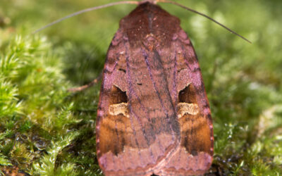 Violet Tiggerugle Diarsia brunnea