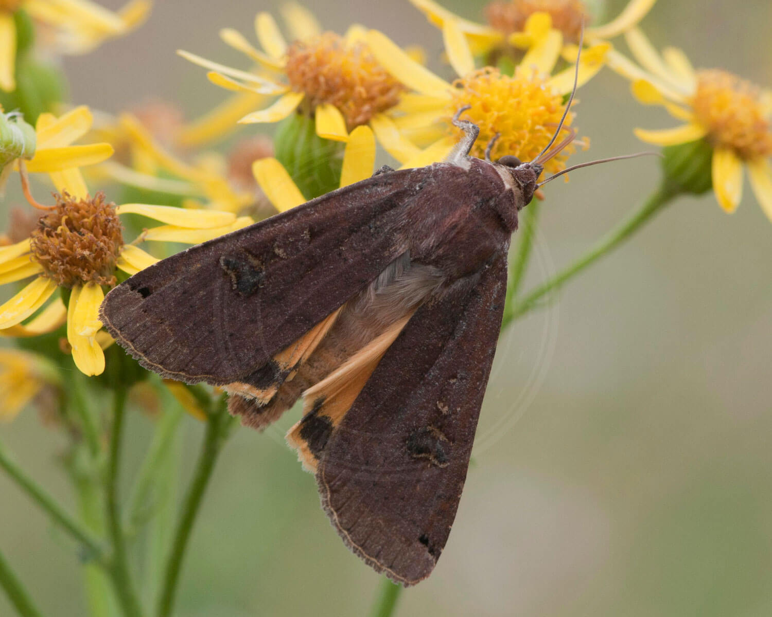 Violetgrå Båndugle på gule blomster