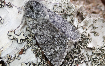 Vortemælk-Pelsugle Acronicta cinerea