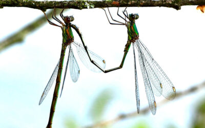 Grøn Kobbervandnymfe Lestes viridis