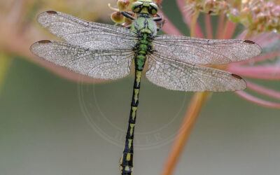 Grøn Kølleguldsmed Ophiogomphus cecilia