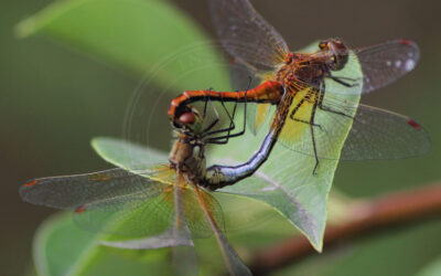 Gulvinget Hedelibel Sympetrum flaveolum