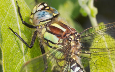 Håret Mosaikguldsmed Brachytron pratense