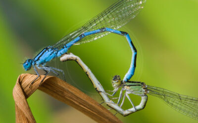 Hestesko-Vandnymfe Coenagrion puella