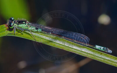 Hue-Vandnymfe Coenagrion armatum