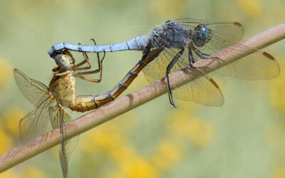 Lille Blåpil Orthetrum coerulescens