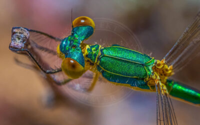 Lille Kobbervandnymfe Lestes virens