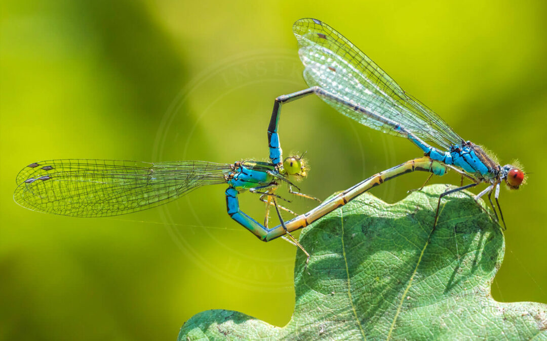 Lille Rødøjet Vandnymfe par under parringsagten