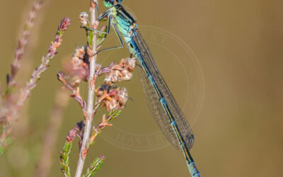 Måne-Vandnymfe Coenagrion lunulatum