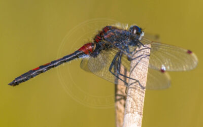 Nordisk Kærguldsmed Leucorrhinia rubicunda