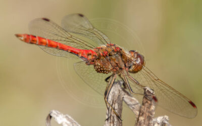 Rødåret Hedelibel Sympetrum fonscolombii