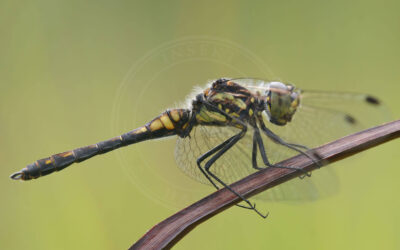 Sort Hedelibel Sympetrum danae