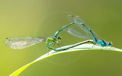 Stor Farvevandnymfe Ischnura elegans