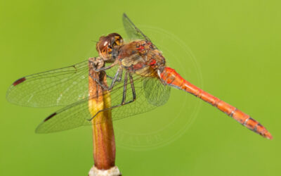 Stor Hedelibel Sympetrum striolatum