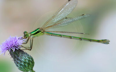 Sydlig Kobbervandnymfe Lestes barbarus