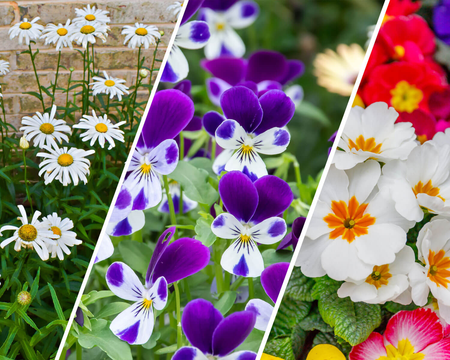 byt tre traditionelle sommerblomster med tre hjemmehørende blomster - køb hjemmehørerende frø her