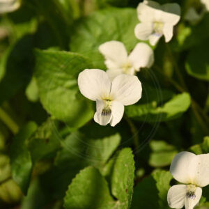 Ager-Stedmoderblomst er en fil lille plante med hvide blomster