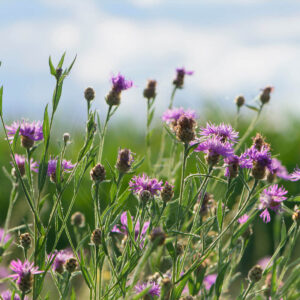 Almindelig Knopurt planten med blomster i flere stadier