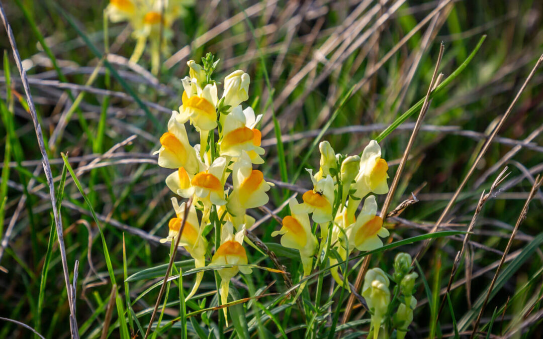 Torskemundgalmyg – Diodaulus linariae
