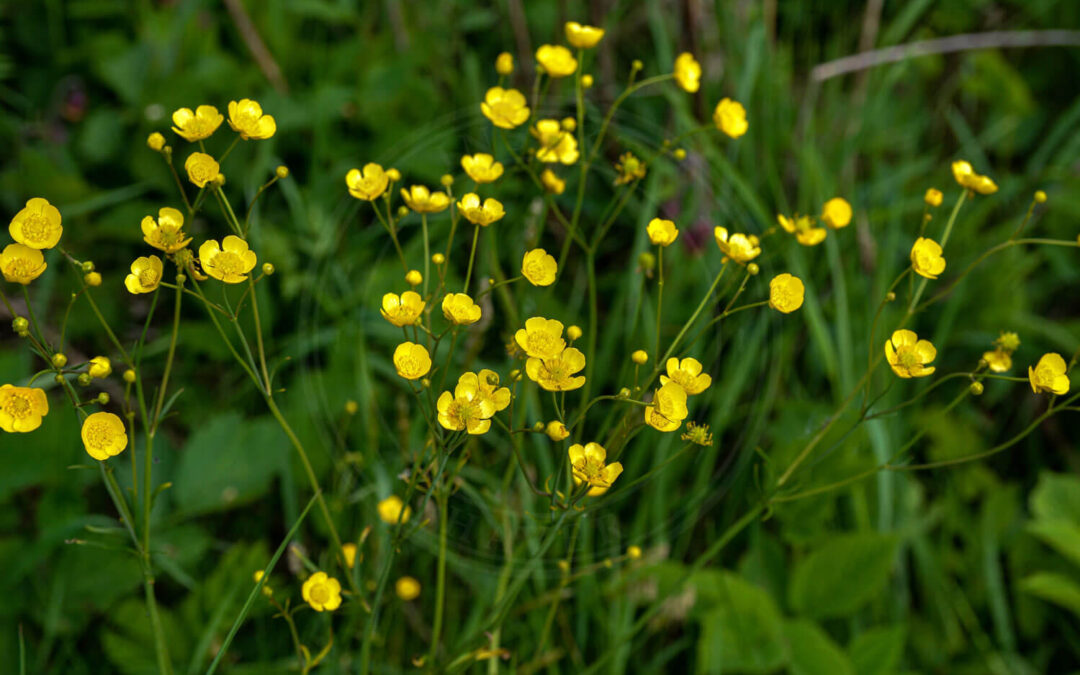 Phytomyza albipennis