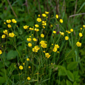 Bidende Ranunkel blandt vilde planter