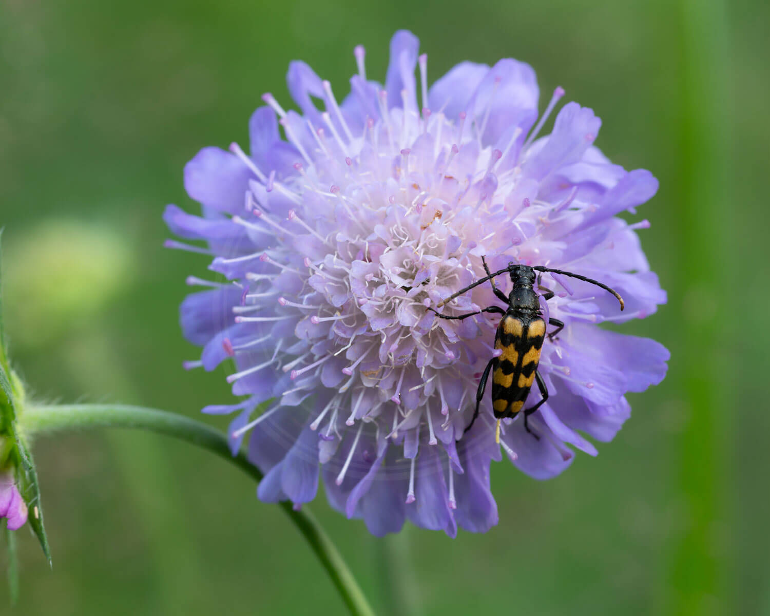 insekthaver blaahat 2