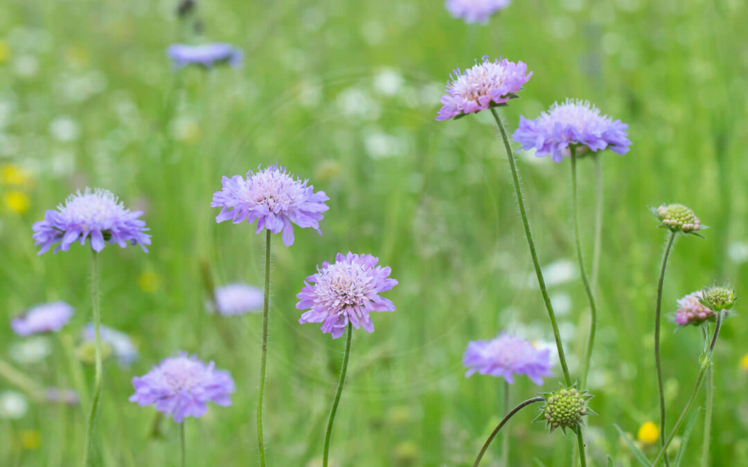 Blåhatblomstertæge – Placochilus seladonicus