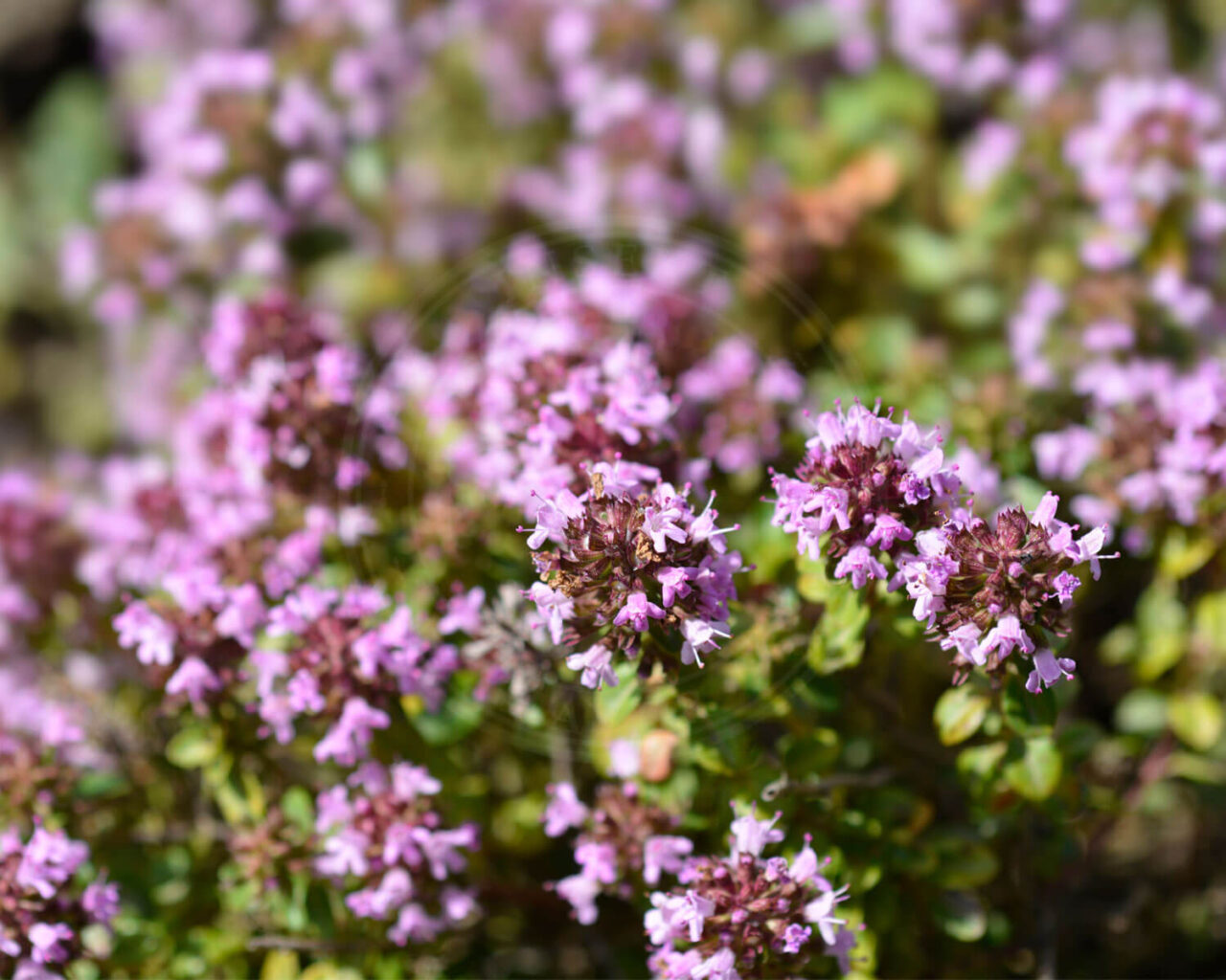 bredbladet-timian-er-en-krydderurt-f-r-fin-sm-r-de-blomster