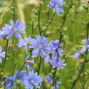 Cikorie med sine fine blå blomster