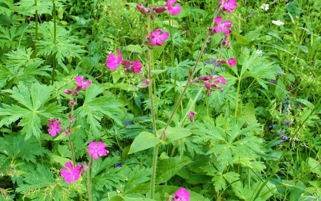 Pragtstjernegalmyg – Contarinia steini