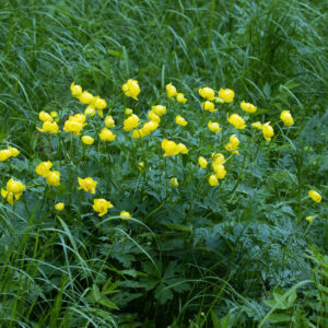 Engblomme på eng samme med andre hjemmehørende arter