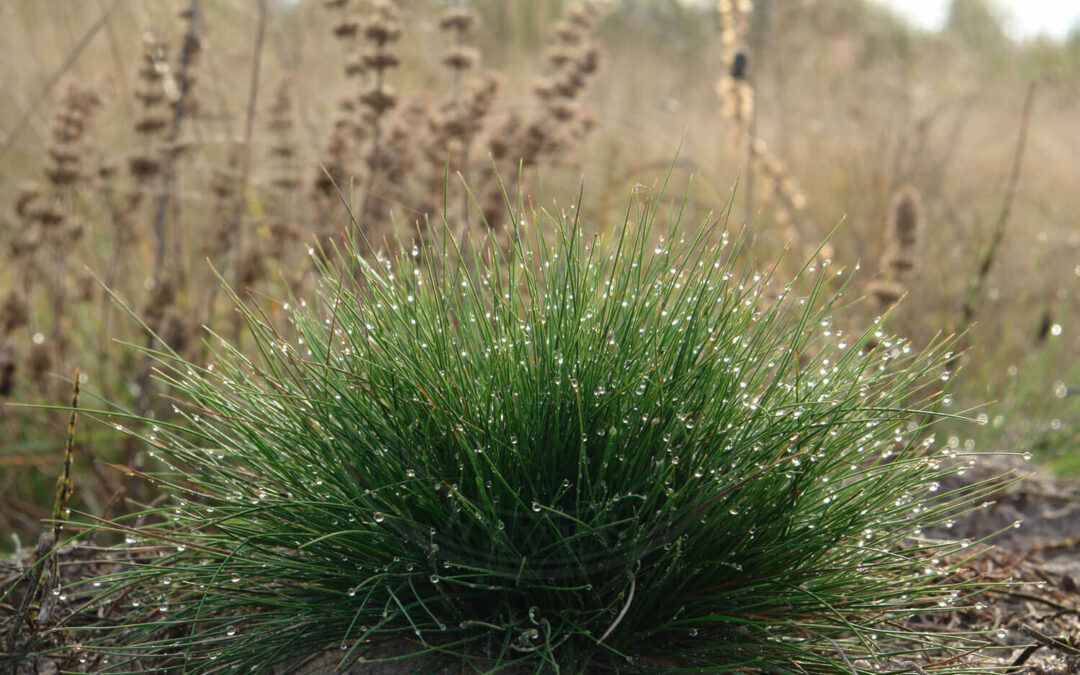 Cryptaphis poae