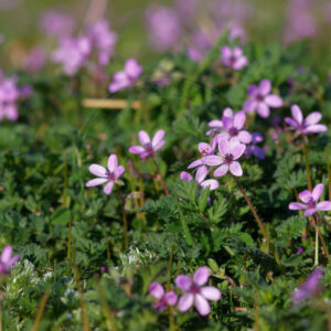 De små fine blomster på Hejrenæb