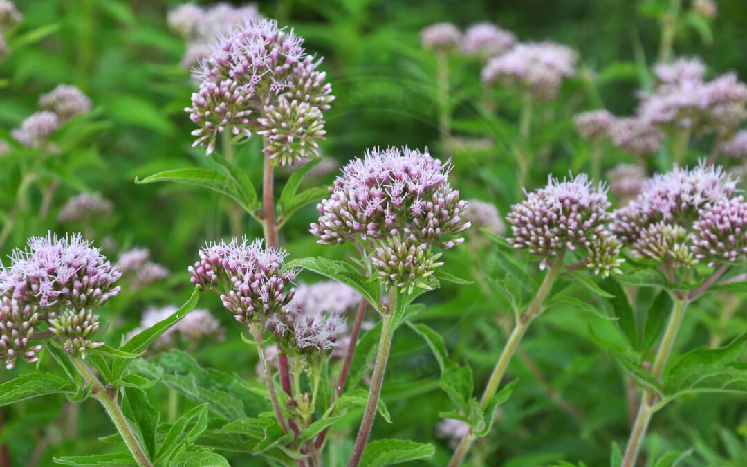 Liriomyza eupatorii