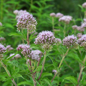 Flere Hjortetrøst står tæt sammen og giver et flot lyserødt hav af blomster