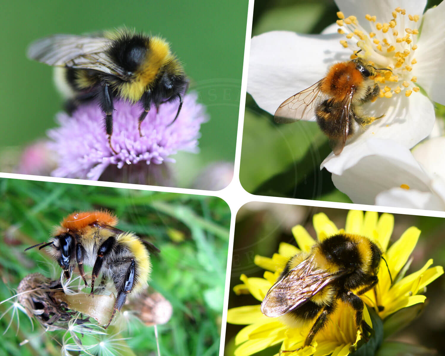 Humlebier er en vigtig del af den danske natur