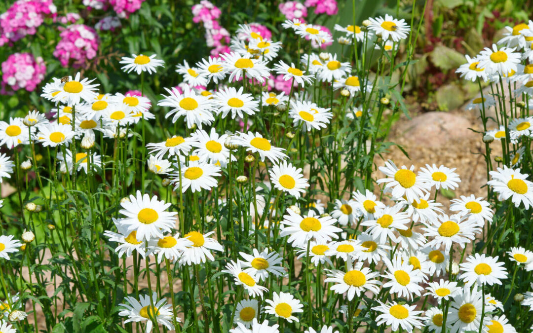 Pink Okseøjegalmyg – Dasineura chrysanthemi