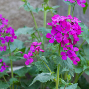 Judaspenges flotte violette blomster