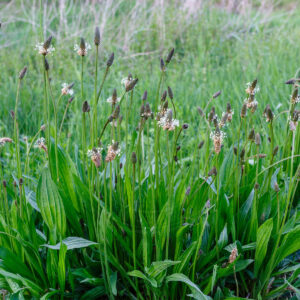 Lancet-Vejbred med dens specielle blomsterstand