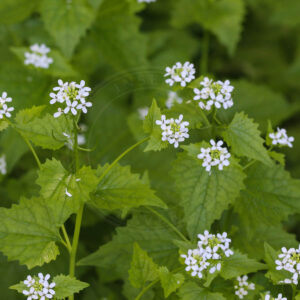 Løgkarse med sine små fine hvide blomster