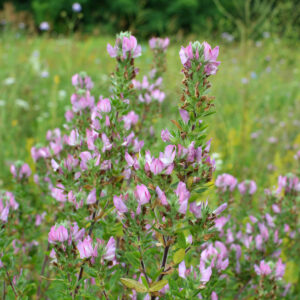 Mark-Krageklo på blomstereng