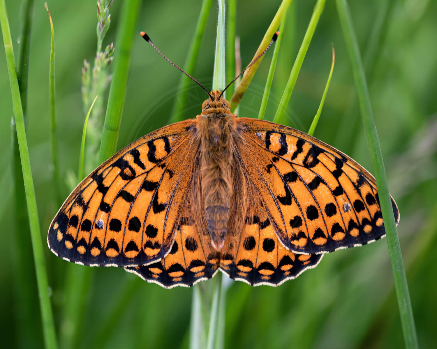 Markperlemorsommerfugl set fra toppen
