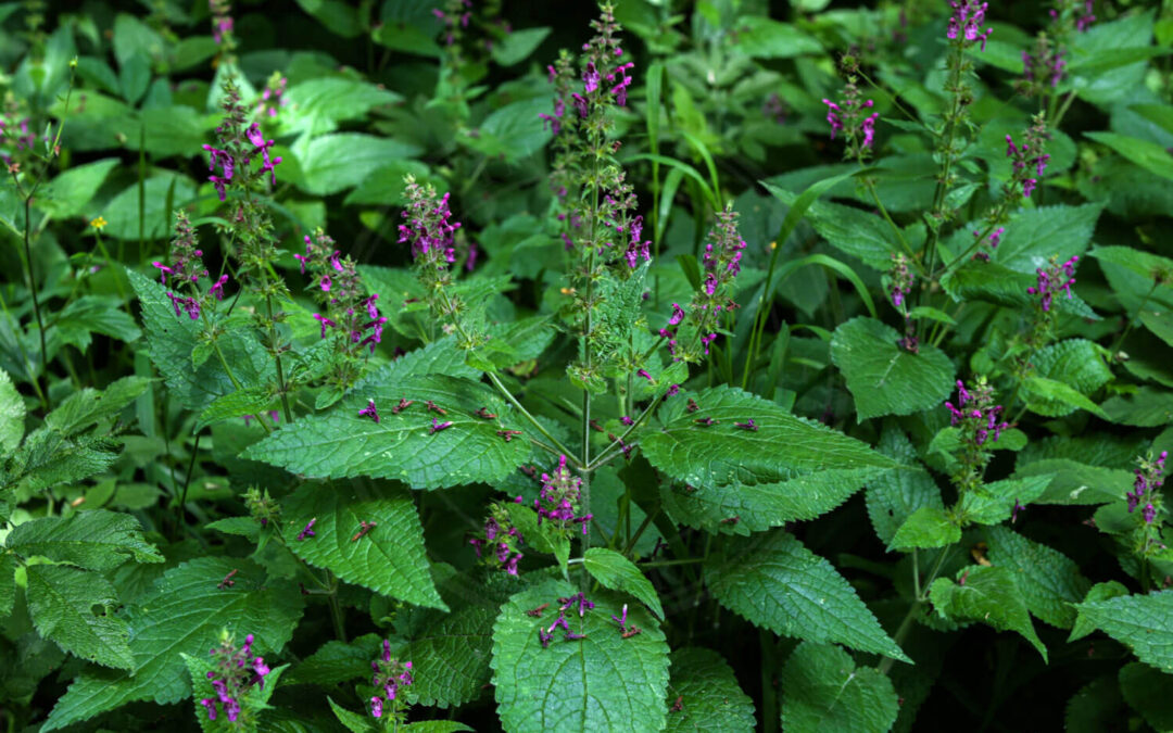 Blågrøn Blomstertæge – Macrotylus solitarius