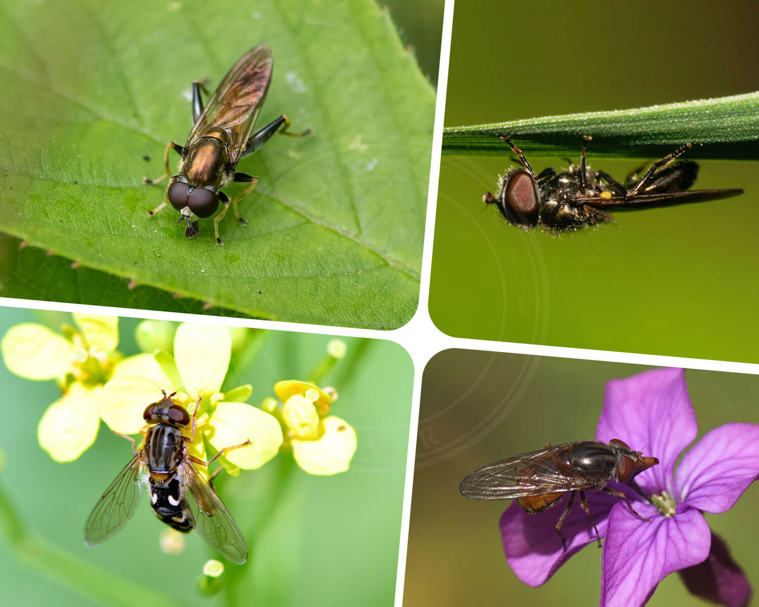 forskellige svirrefluer