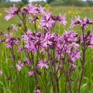 Trævlekrone på blomstereng