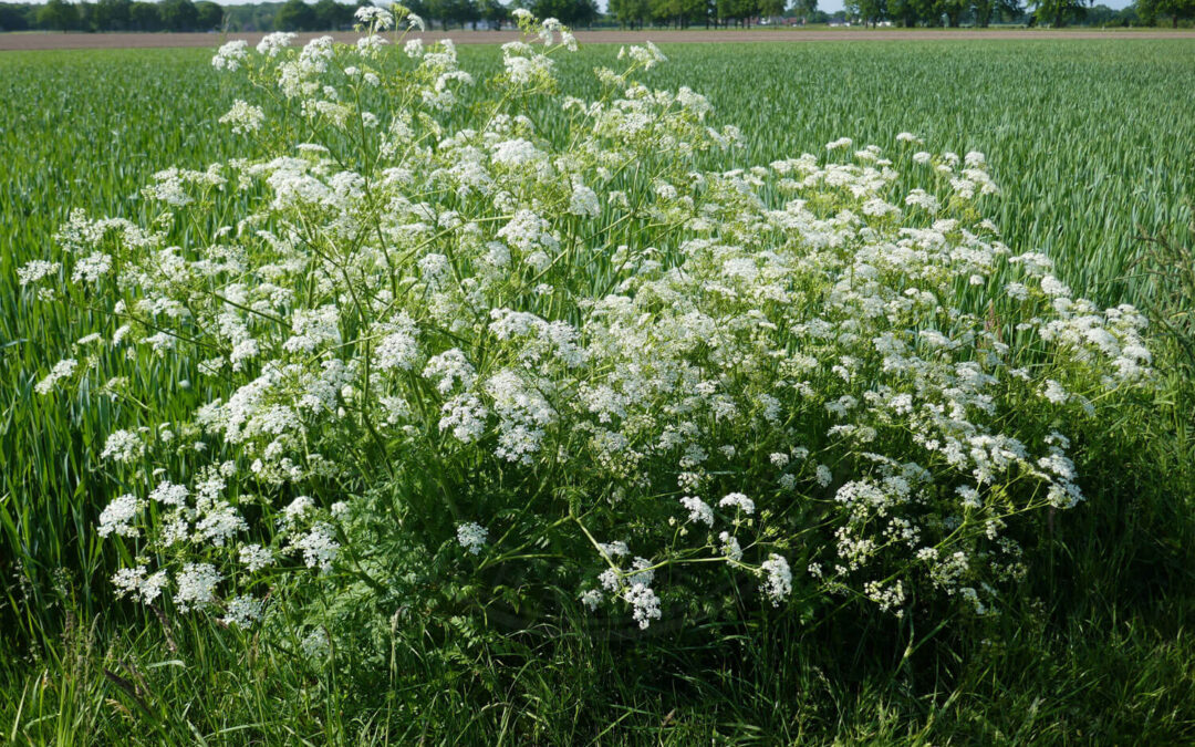 Depressaria albipunctella